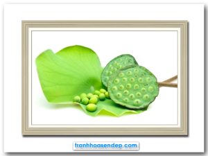 Bức tranh bát sen hat sen trên tàu lá xanh