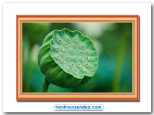 Bức tranh treo tường hình ảnh bát sen đầy hạt