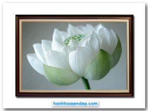 Mẫu tranh bông hoa sen trắng đẹp tinh khôi