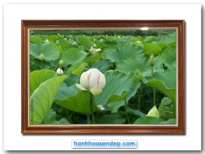 Bức tranh treo tường hình ảnh đầm hoa sen trắng đẹp