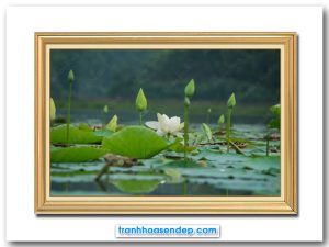 Bức tranh phong cảnh đầm hoa sen trắng đẹp