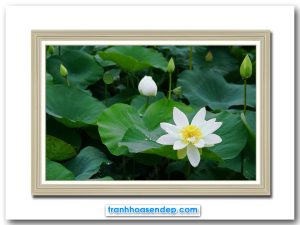 Bức tranh treo tường đầm hoa sen trắng xanh tốt mát diu