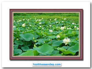 Bức tranh đẹp phong cảnh đầm hoa sen trắng xanh tốt