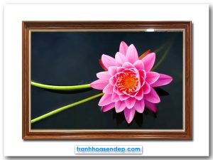 Bức tranh hoa súng hồng đẹp rực rỡ và nổi bật