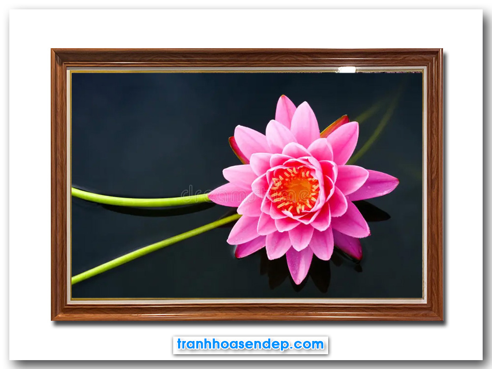 Bức tranh hoa súng hồng đẹp rực rỡ và nổi bật