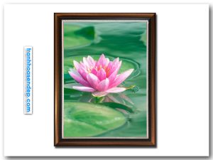 Bức tranh bông hoa súng trong đầm đẹp kiểu khổ đứng