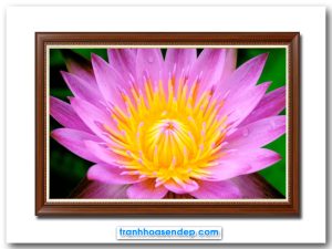 Bức tranh treo tường đẹp hình ảnh bông hoa súng tìm hồng phóng to cận cảnh
