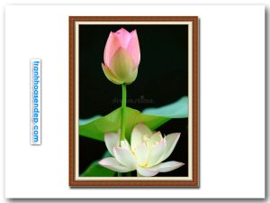Bức tranh khổ dọc hình ảnh hoa sen hồng trên nền đen đẹp