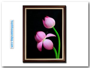 Tranh khổ dọc đẹp hình ảnh 2 bông hoa sen hồng trên nền đen