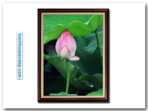 Bức tranh khổ dọc hình ảnh búp nụ sen hồng trong đầm
