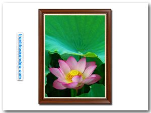Bức tranh bông hoa sen hồng đẹp lấp ló dưới tán lá xanh
