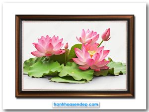 Bức tranh treo tường hình ảnh khóm hoa sen hồng đẹp