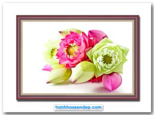 Bức tranh treo tường hoa sen hồng và sen trắng đẹp