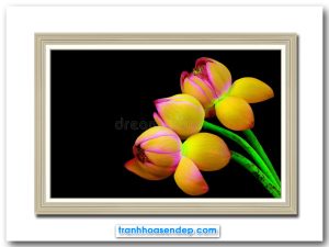 Bức tranh những bông hoa sen vàng trên nền đen