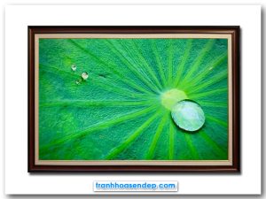 Bức tranh đẹp hình ảnh giọt nước sương trên lá sen xanh phóng to