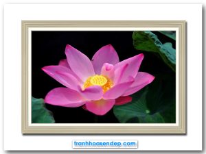 Bức tranh đẹp hình ảnh bông hoa sen hồng tươi tắn rực rỡ