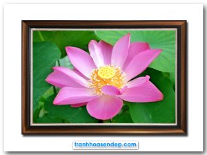 Bức tranh bông hoa sen hồng phóng to nổi bật trên nền lá xanh