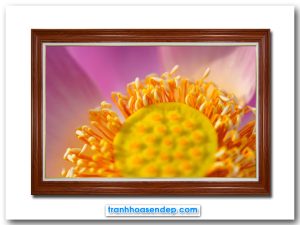 Bức tranh treo tường hình ảnh bông hoa sen hồng phóng to nhìn cận cảnh