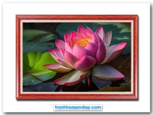 Bức tranh đẹp hình ảnh bông hoa sen hồng lớn đang bung nở