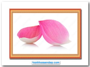 Bức tranh đẹp hình ảnh 2 cánh hoa sen hồng xếp tựa vào nhau