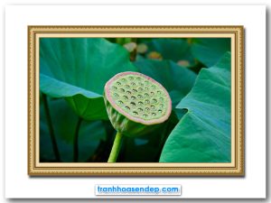 Tranh treo tường hình ảnh bát hạt sen trong đầm lá xanh