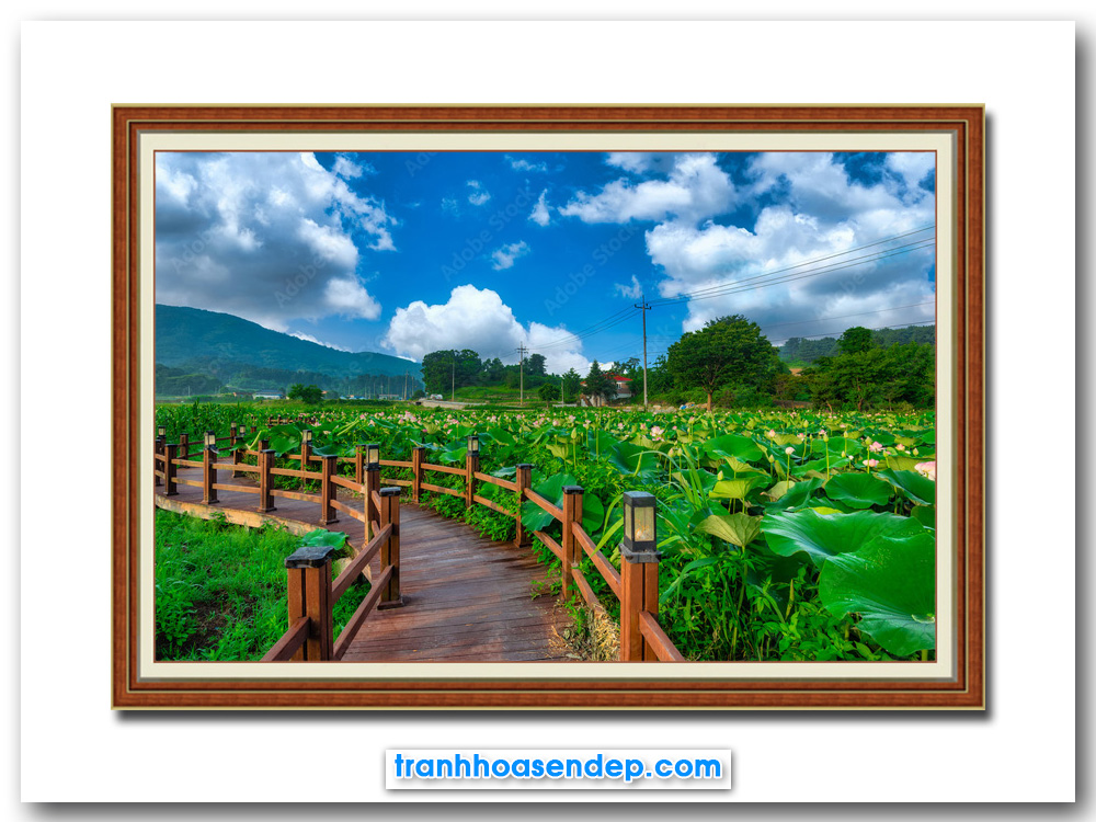 Bức tranh đẹp hình ảnh cây cầu gỗ bắc qua đầm hoa sen