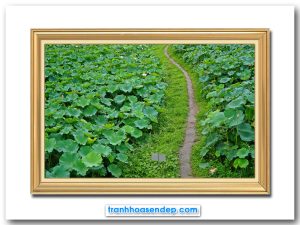 Bức tranh đẹp hình ảnh con đường đất vắt ngang qua đầm hoa sen