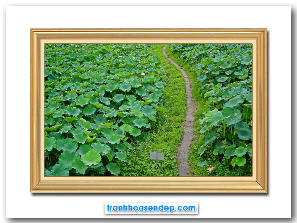 Bức tranh đẹp hình ảnh con đường đất vắt ngang qua đầm hoa sen