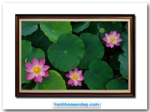 Bức tranh đầm hoa sen hồng đẹp nhìn từ trên cao xuống