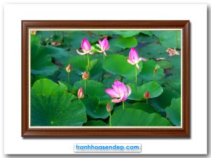 Mẫu tranh treo tường hình ảnh đầm hoa sen đẹp