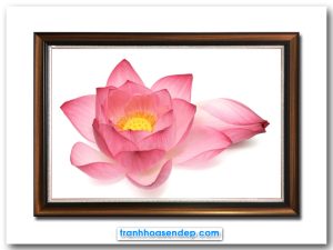 Mẫu tranh đẹp hình ảnh hoa sen hồng