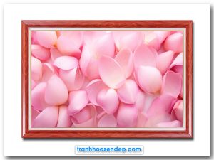 Mẫu tranh đẹp hình ảnh những cánh hoa sen hồng