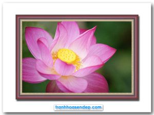 Bức tranh treo tường đẹp hình ảnh bông hoa sen hồng phóng to
