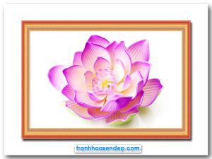 Mãu tranh treo tường đẹp hình ảnh bông hoa sen hồng trên nền trắng