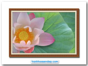 Bức tranh đẹp hình ảnh hoa sen hồng trên tàu lá xanh