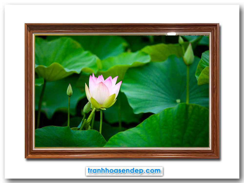Bức tranh đẹp hình ảnh đầm hoa sen hồng xanh tốt