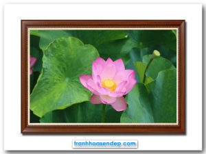 Mẫu tranh đẹp hình ảnh bông hoa sen hồng nổi bật trên nền lá xanh