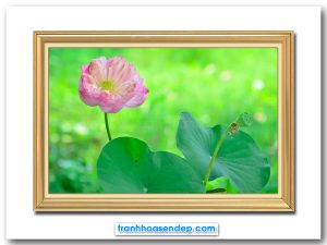 Mẫu tranh bông hoa sen hồng trên đầm lá xanh đẹp