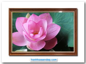 Mẫu tranh đẹp hình ảnh bông hoa sen hồng trên nền lá xanh