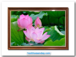 Tranh treo tường đẹp những bông hoa sen hồng trong đầm lá xanh