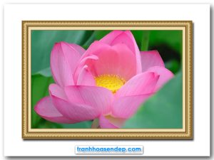 Mẫu tranh bông hoa sen hồng đẹp lấp ló dưới những tán lá xanh