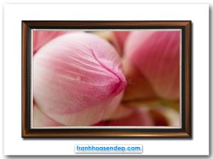 Mẫu tranh treo tường đẹp hình ảnh nụ hoa sen hồng