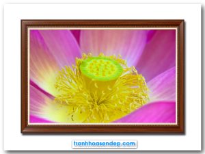 Mẫu tranh treo tường hình ảnh bông hoa sen hồng phóng to cận cảnh