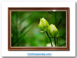 Bức tranh đẹp hình ảnh 2 nụ hoa sen trắng nở