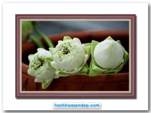 Mẫu tranh đẹp hình ảnh 3 bông hoa sen trắng