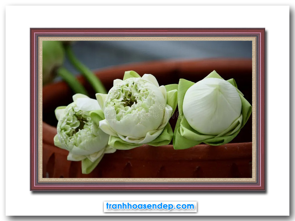Mẫu tranh đẹp hình ảnh 3 bông hoa sen trắng
