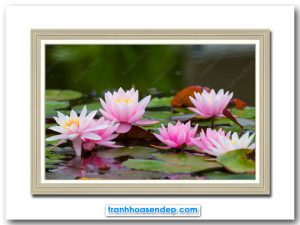 Tranh treo tường đẹp hình ảnh đầm hoa súng hồng