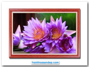 Tranh treo tường hoa súng tím đẹp