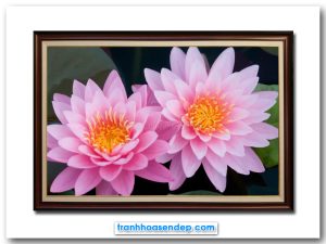 Bức tranh treo tường đẹp hình ảnh hoa súng hồng