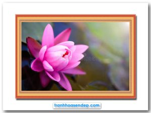Mẫu tranh đẹp hình ảnh bông hoa súng màu hồng đang bung nở